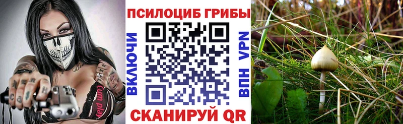 Псилоцибиновые грибы Psilocybe  Ленинск 
